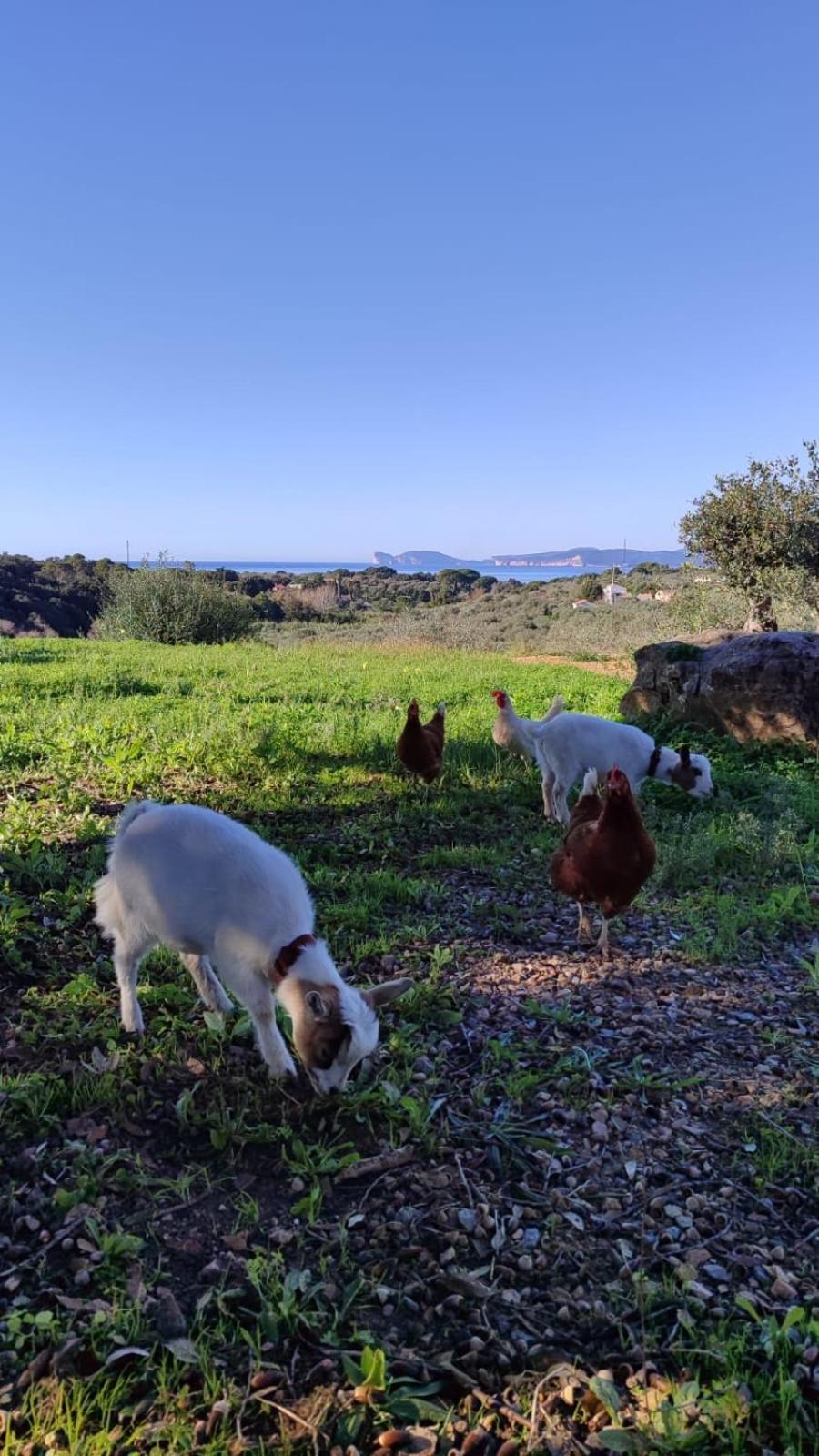 Villa Boeddu, Relax Tra Mare E Campagna 알게로 외부 사진